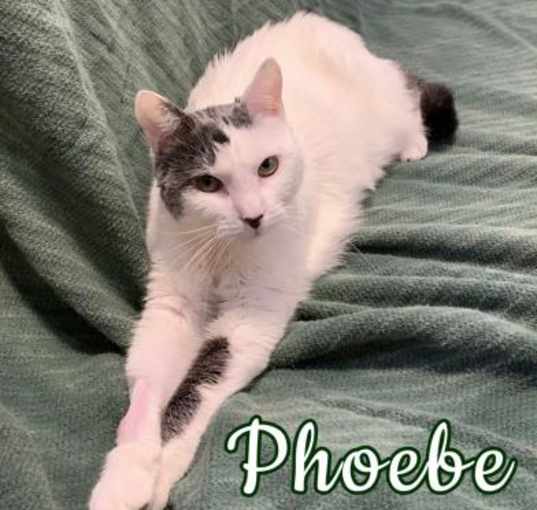 Photo of Phoebe