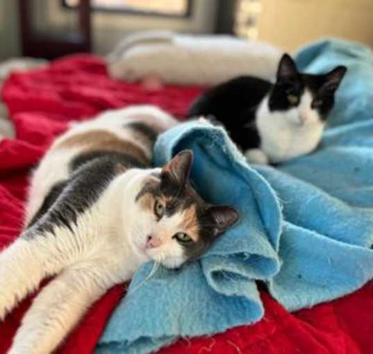Photo of Patty Poe bonded w Lucy