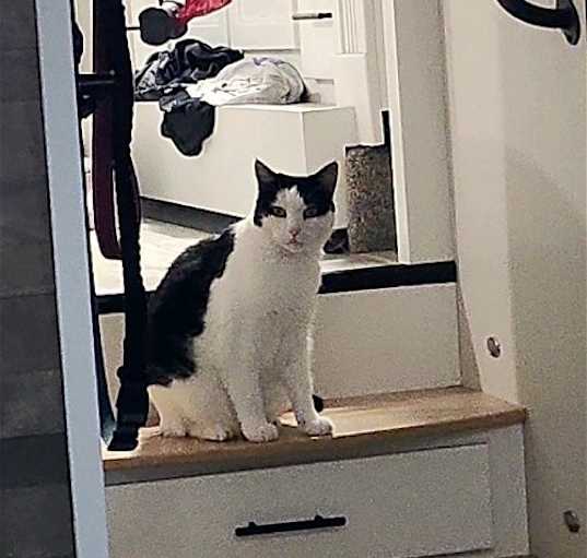 Photo of Daisy