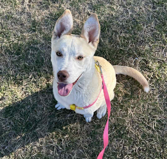 Photo of Honey