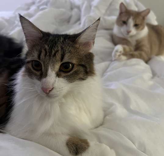Photo of Luffy (bonded to Stewie)