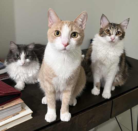 Photo of Stewie (bonded to Luffy)