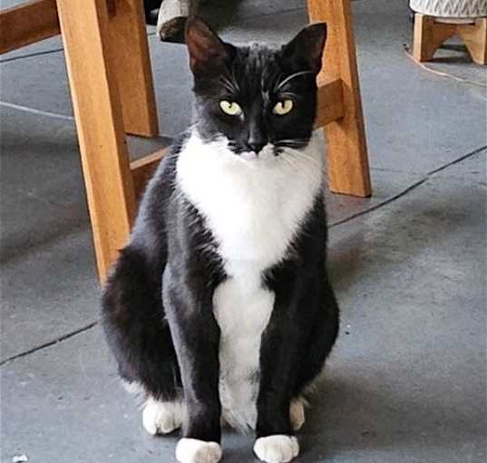 Photo of high socks