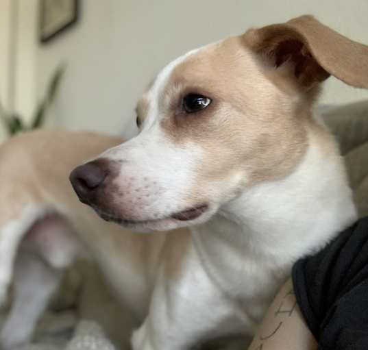 Photo of Linus