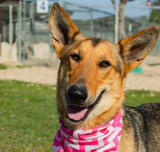 Photo of Lacey