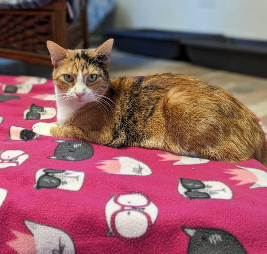 Photo of Whisper