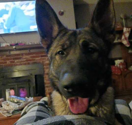 Photo of Rex