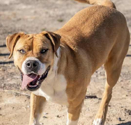Photo of Dahlia