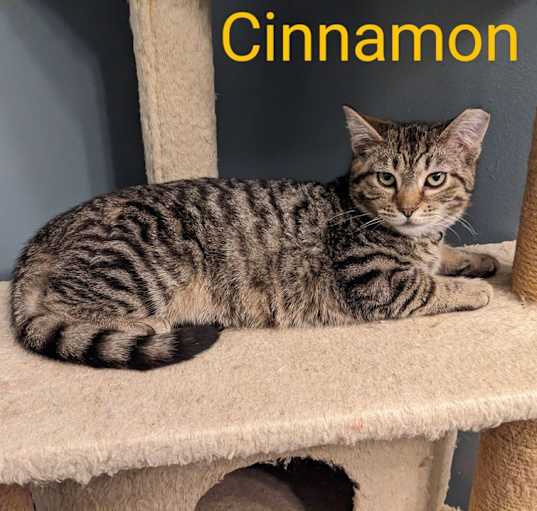 Photo of Cinnamon