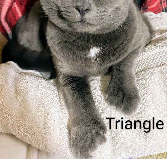 Photo of Triangle