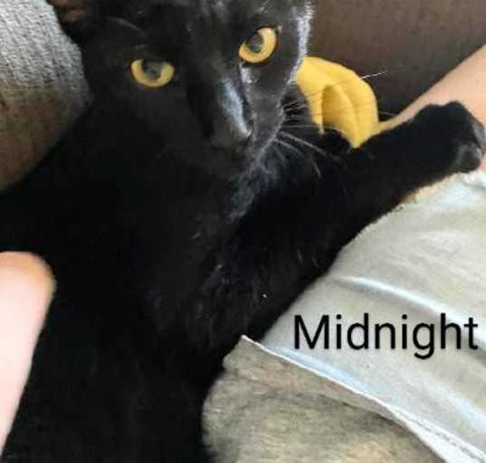 Photo of Midnight