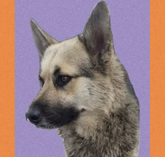 Photo of Lobo