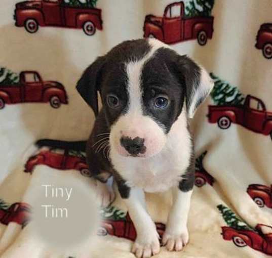 Photo of Tiny Tim( I am already fixed)