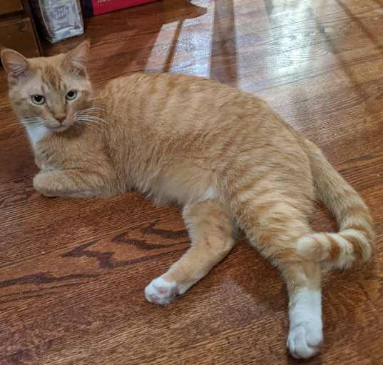 Photo of Rusty