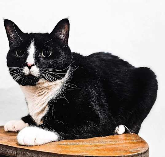 Photo of Sylvester
