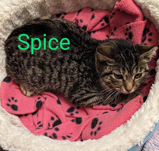 Photo of Spice