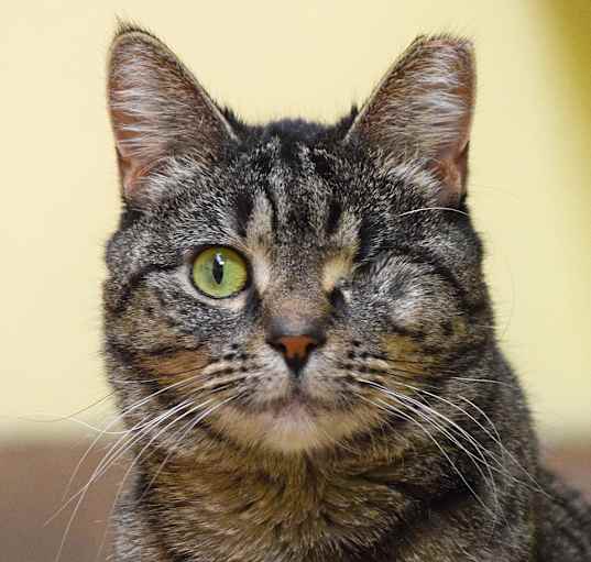 Photo of Fat Cat