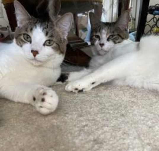 Photo of Stella