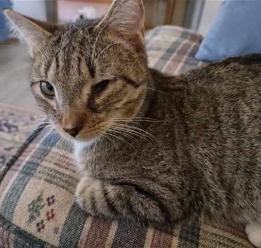 Photo of Sam Tabby: Not at the Shelter (Wendy)