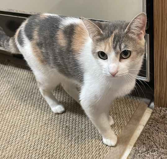 Photo of Pumpkin