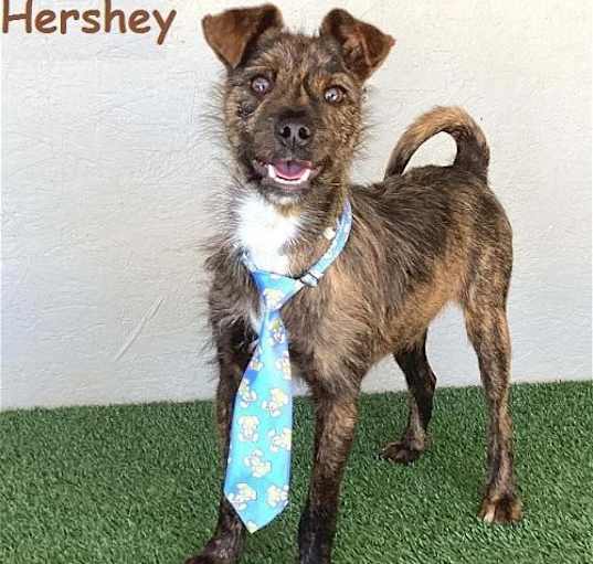 Photo of Hershey