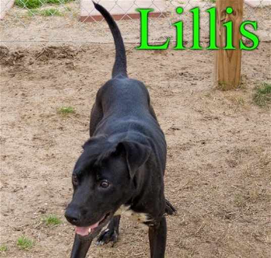 Photo of Lillis