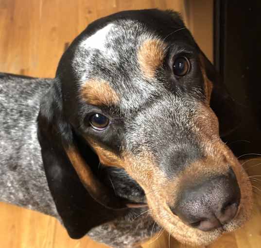 Photo of Daisy