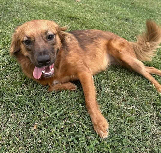 Photo of PENNY (COURTESY POST)