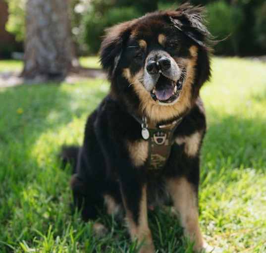 Photo of Oso