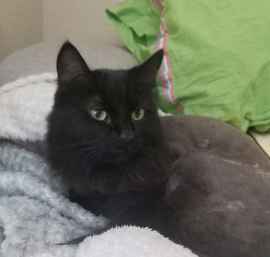 Photo of Nova