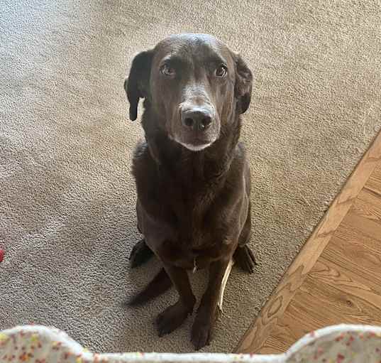 Photo of Koopa - Choc Lab!