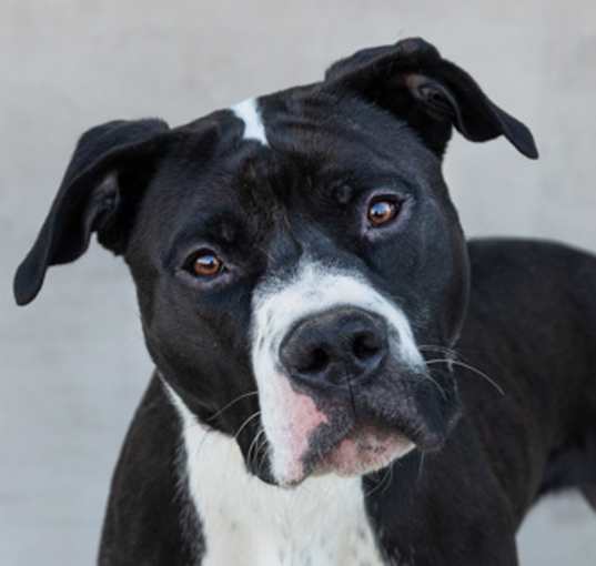 Photo of Hades