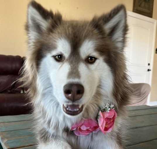 Photo of Bonnie