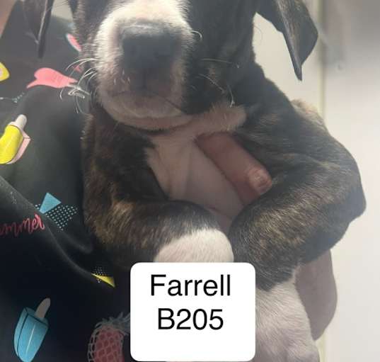 Photo of Farrell B205