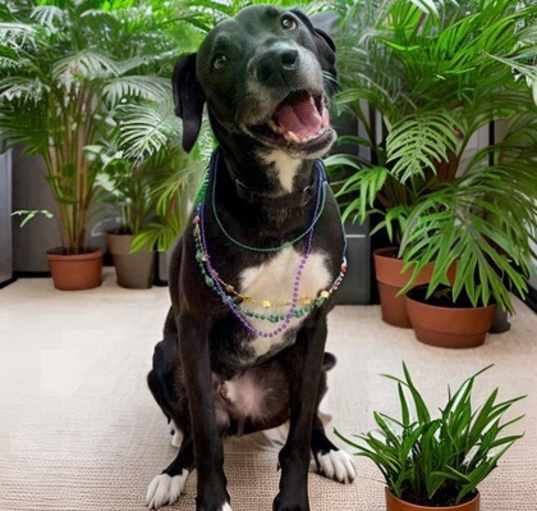 Photo of Bentley