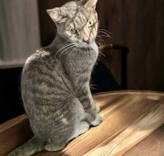 Photo of OFELIA