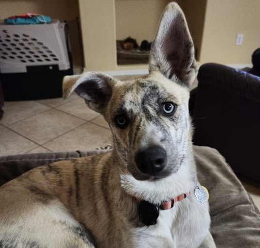 Photo of Gracie