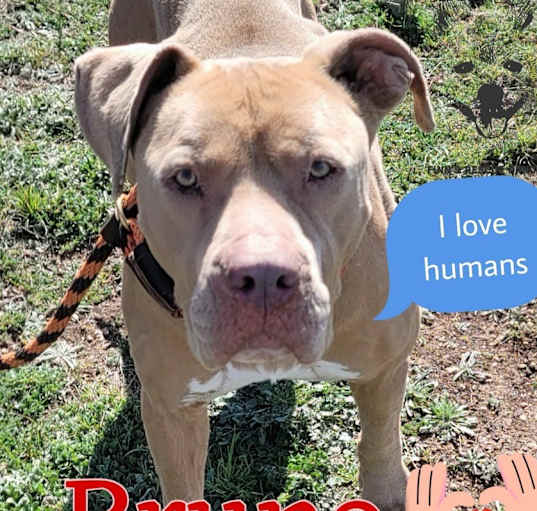 Photo of Bruno