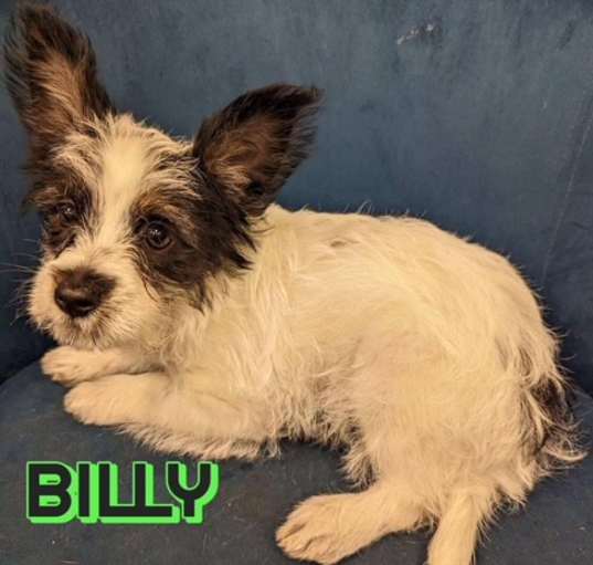 Photo of Billy