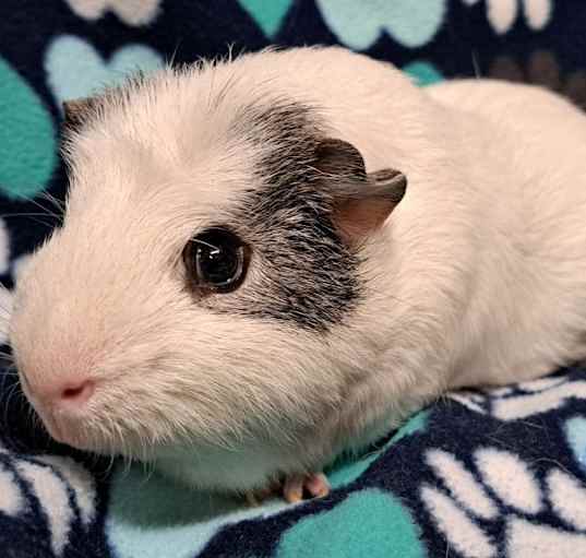 Photo of Quark