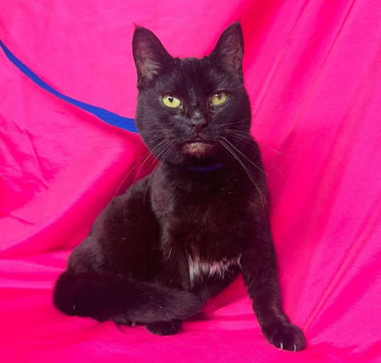 Photo of TOOTSIE