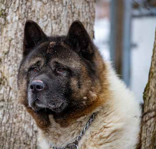 Photo of Bear-Bear