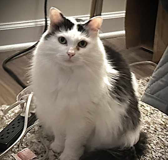 Photo of Sweetie - KB