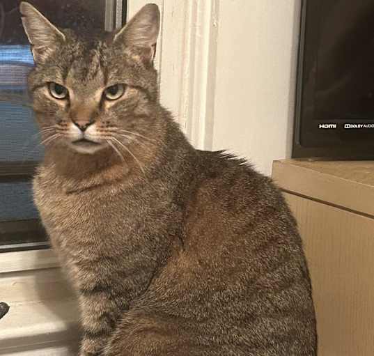 Photo of Big Boy LW