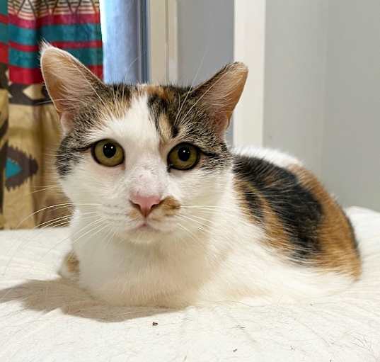 Photo of Bonnie the Beauty