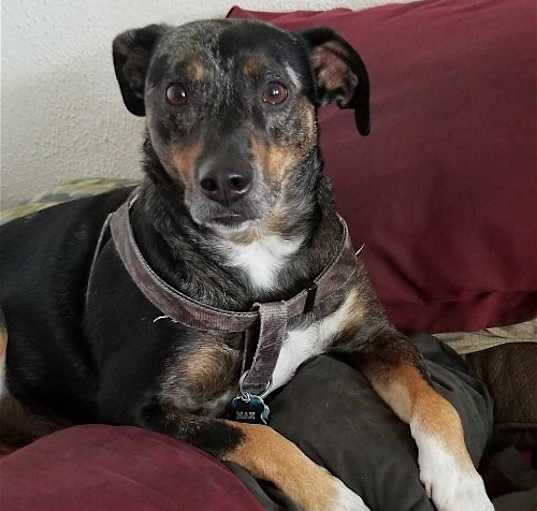 Photo of MAX (COURTESY POST)