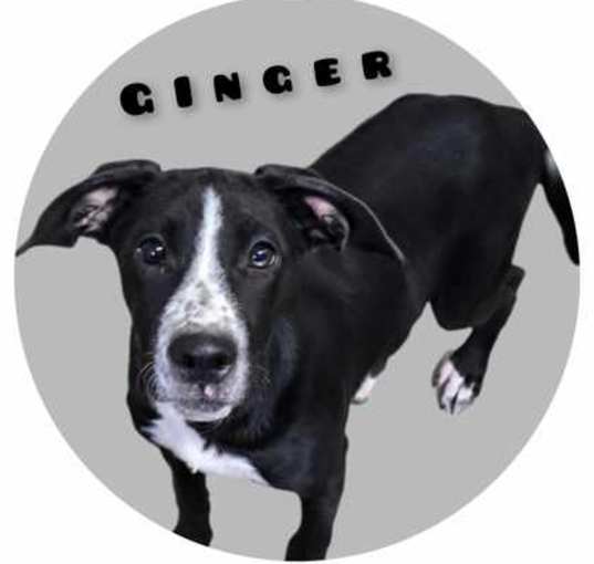 Photo of Ginger