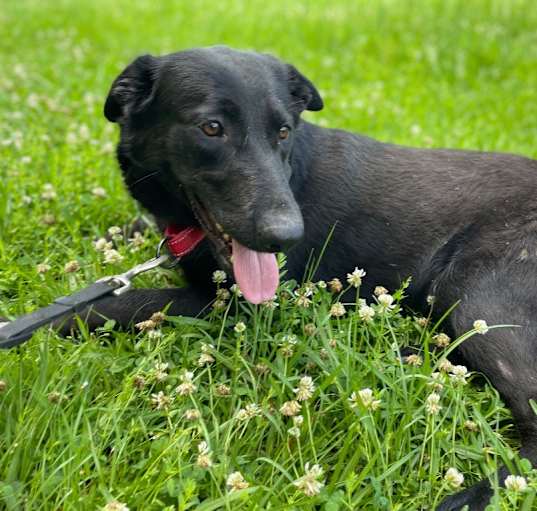 Photo of Sable