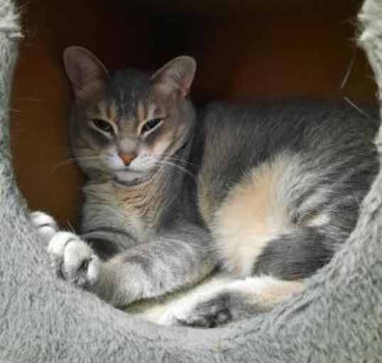 Photo of Aster