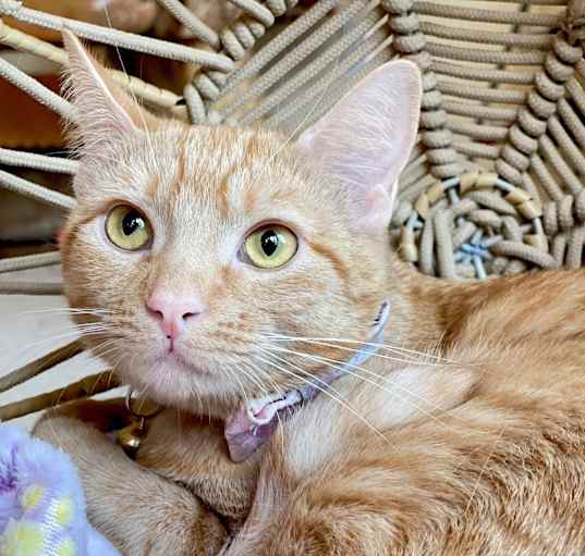 Photo of Peanut